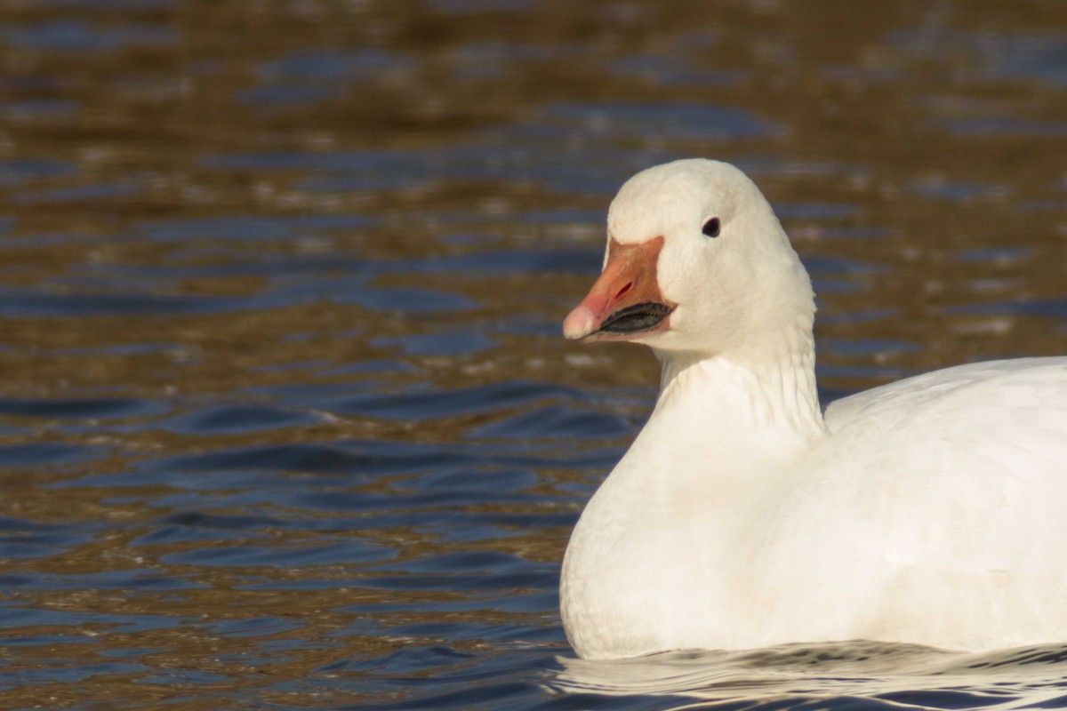 Snow Goose - ML193342291