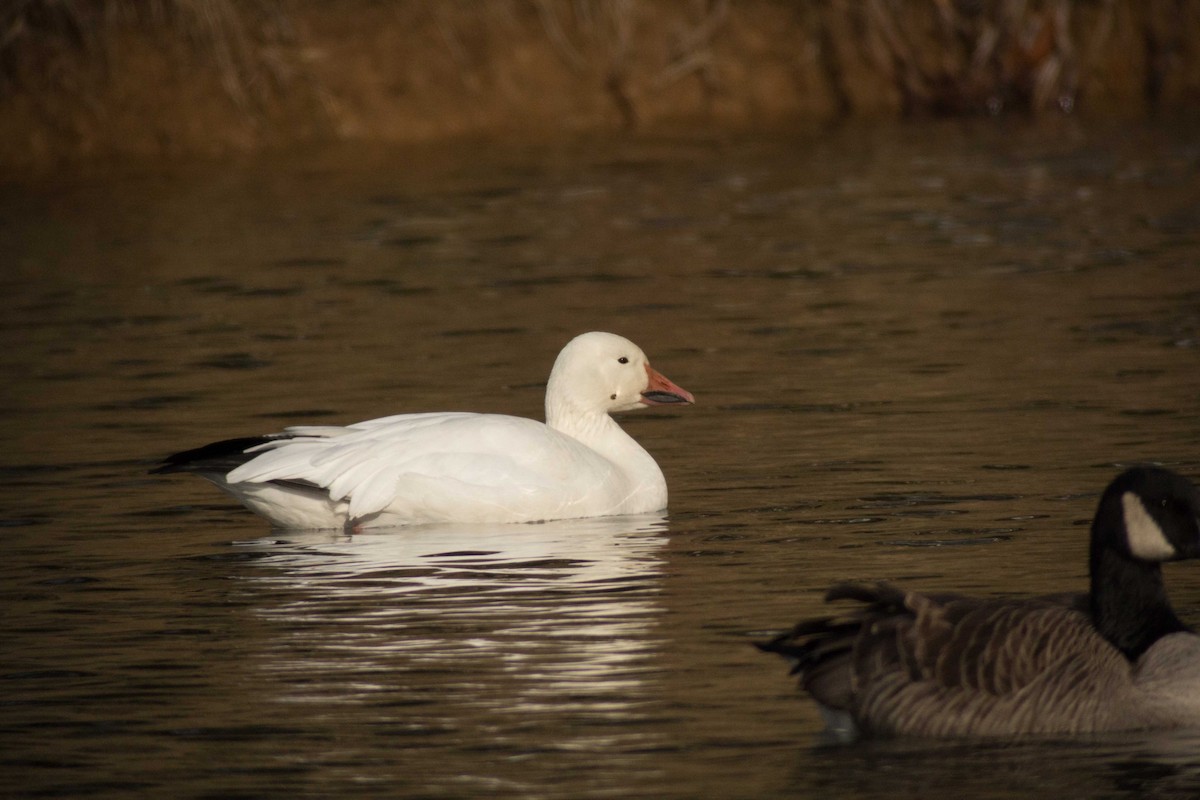 Snow Goose - ML193342301