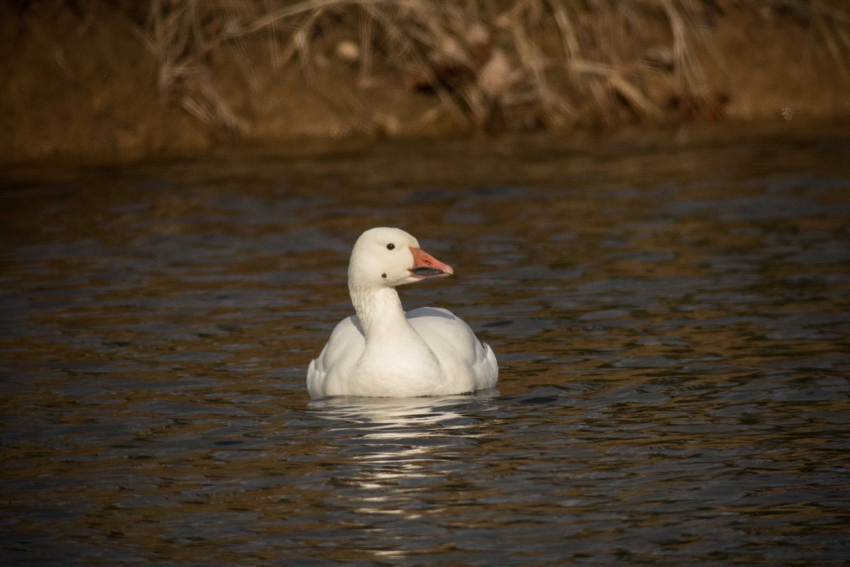 Snow Goose - ML193342311