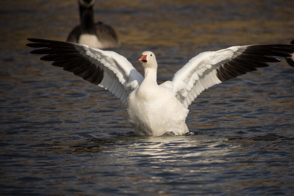 Snow Goose - Jason  White