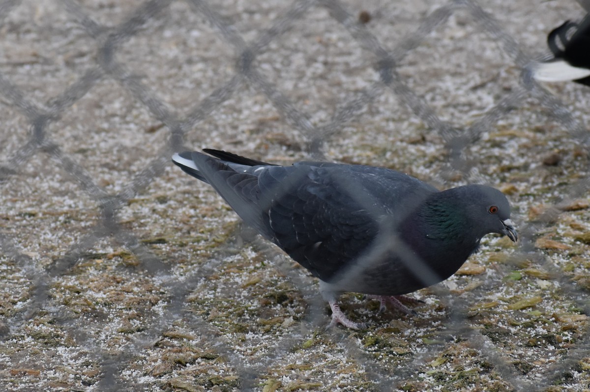 Rock Pigeon (Feral Pigeon) - ML193343931