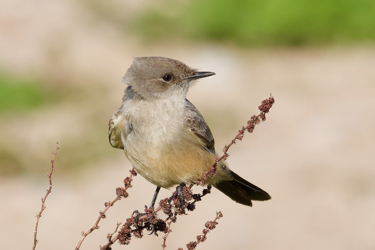 Say's Phoebe - ML193344591