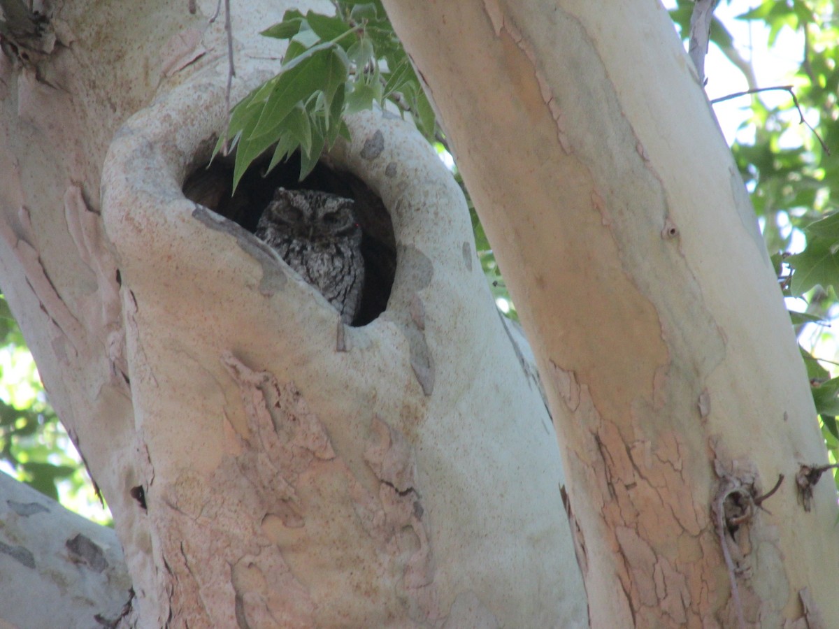 Whiskered Screech-Owl - Maureen Houlahan