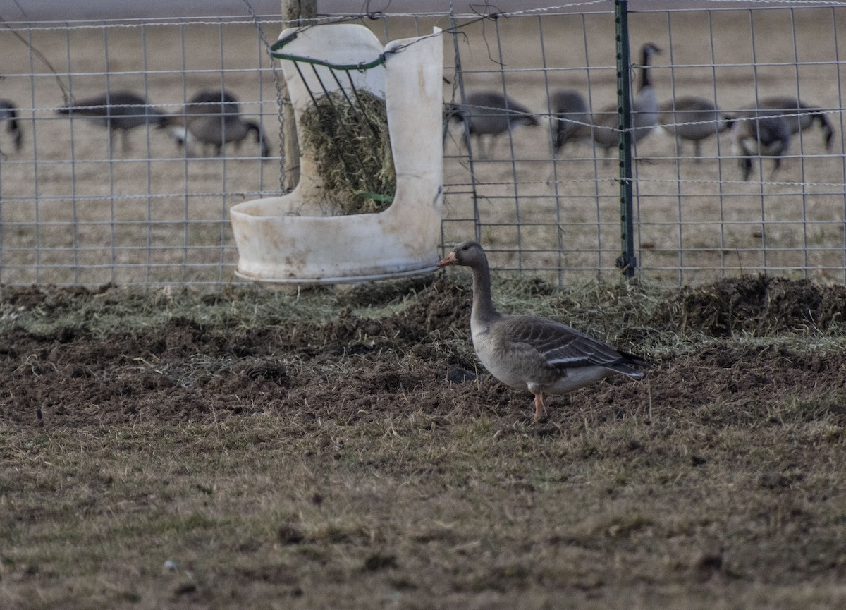 Greater White-fronted Goose - ML193345041