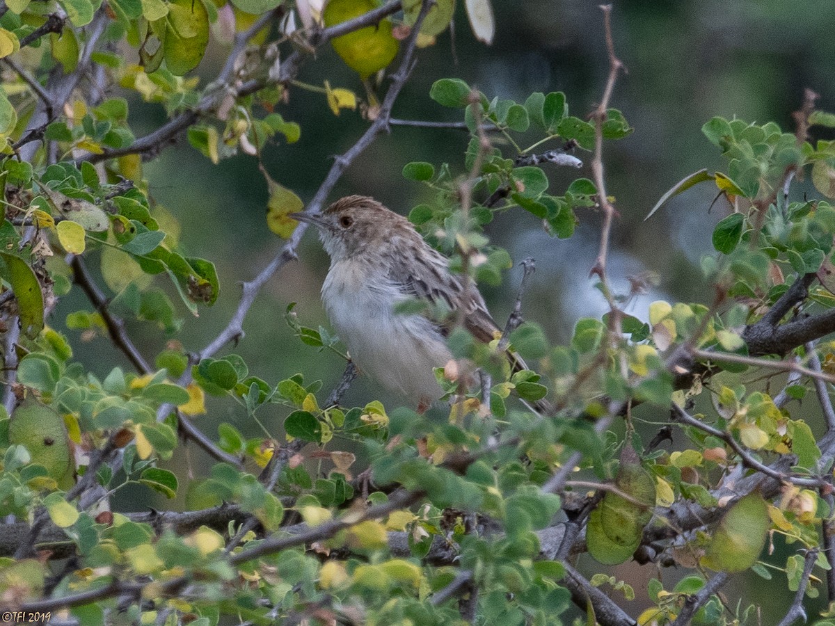 Rattling Cisticola - T I