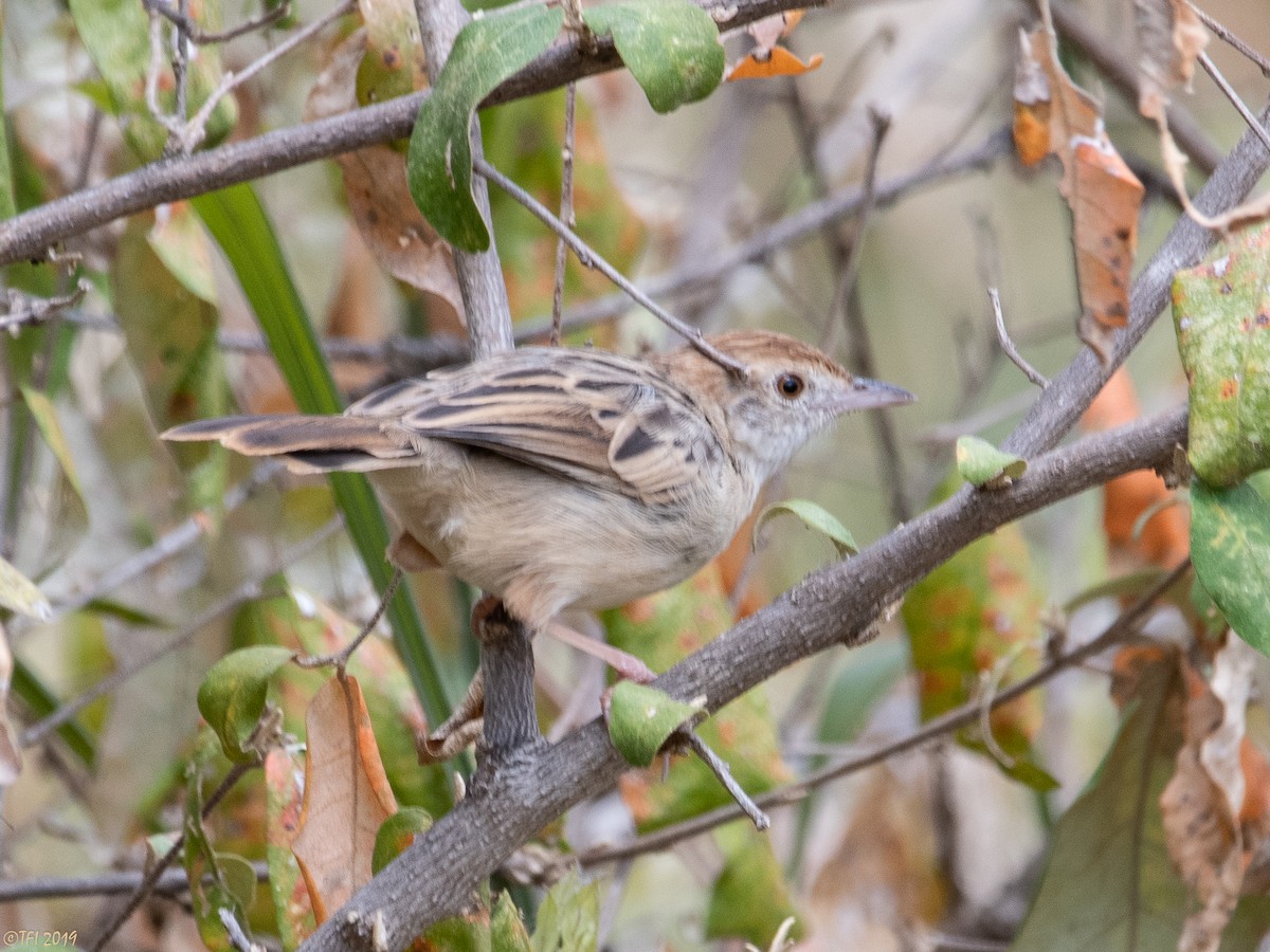 Rattling Cisticola - T I