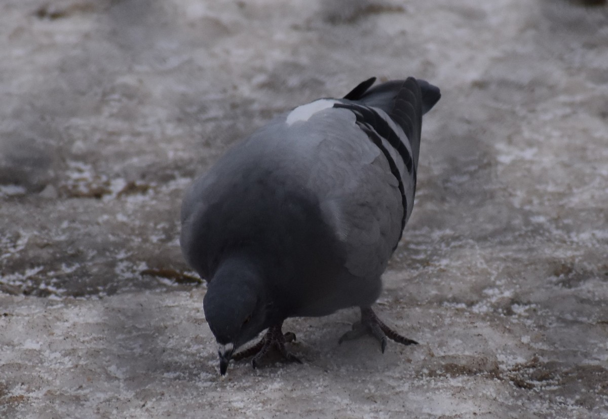Rock Pigeon (Feral Pigeon) - ML193345551