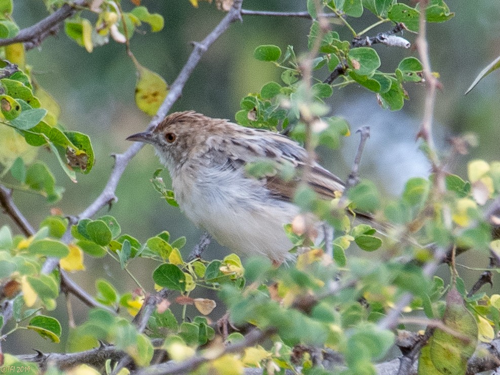 Rattling Cisticola - T I