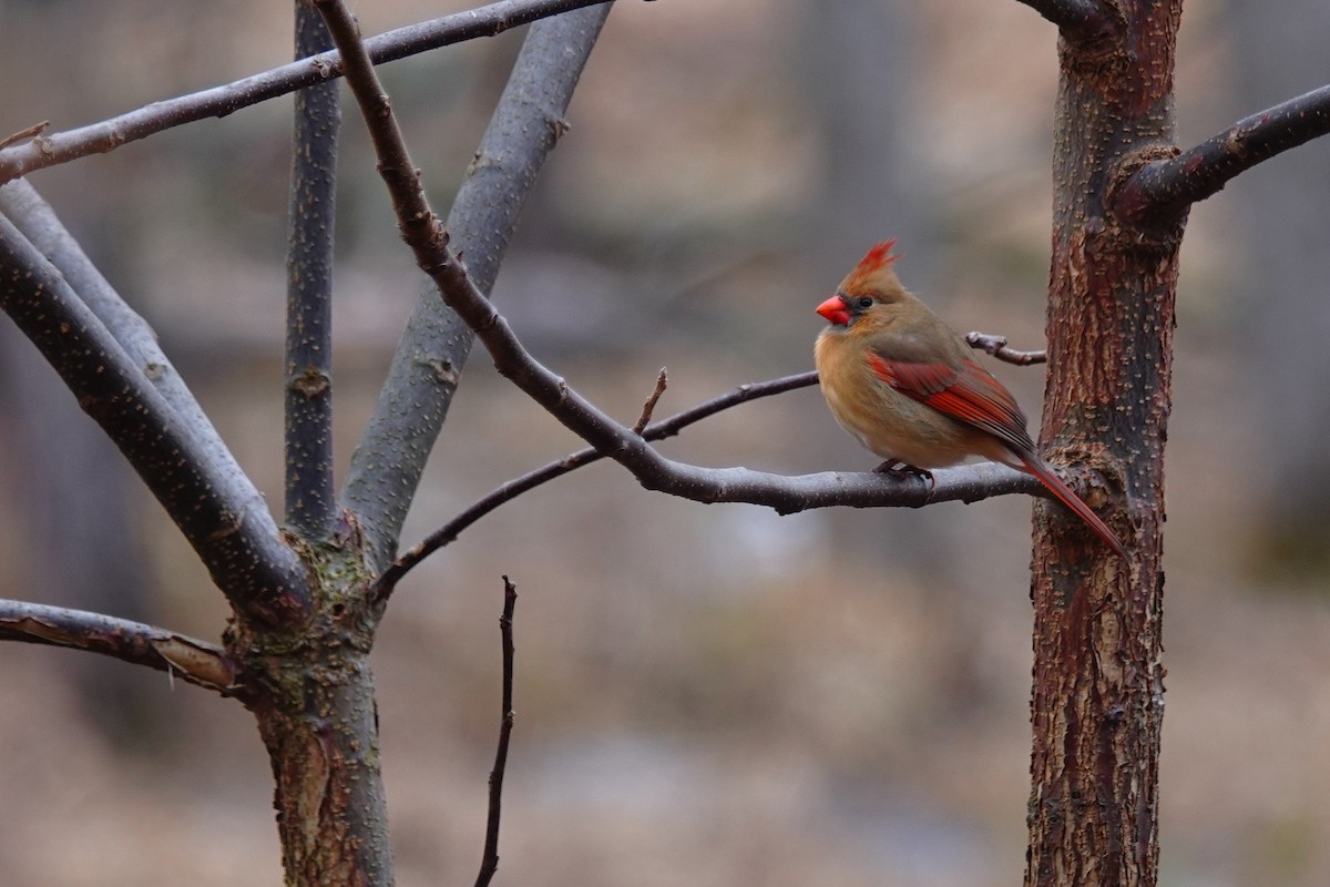 Northern Cardinal - ML193346011