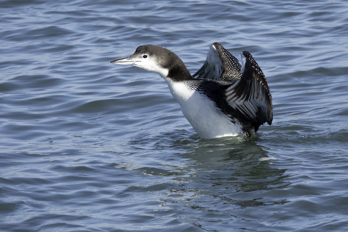 Common Loon - Wendy Allen