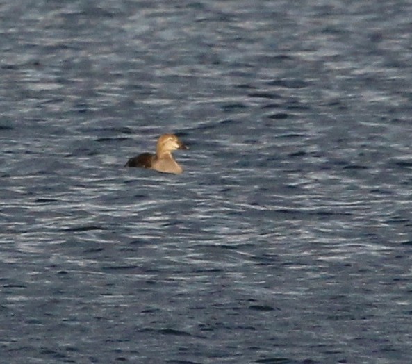 Eider à tête grise - ML193347611