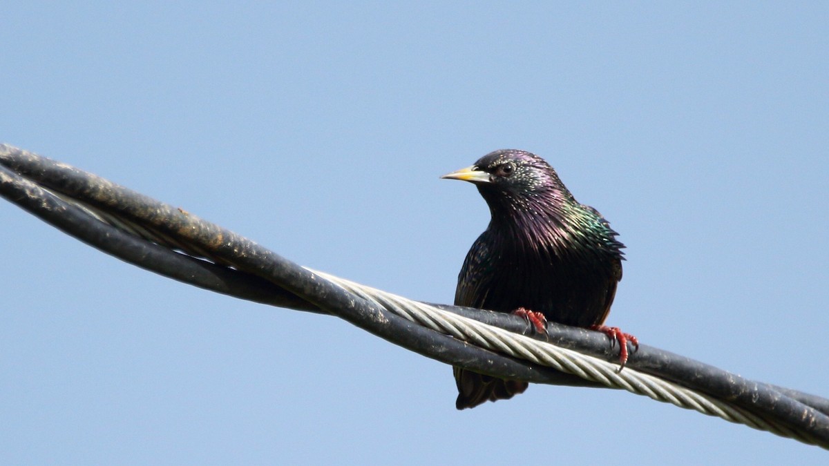 European Starling - ML193348091