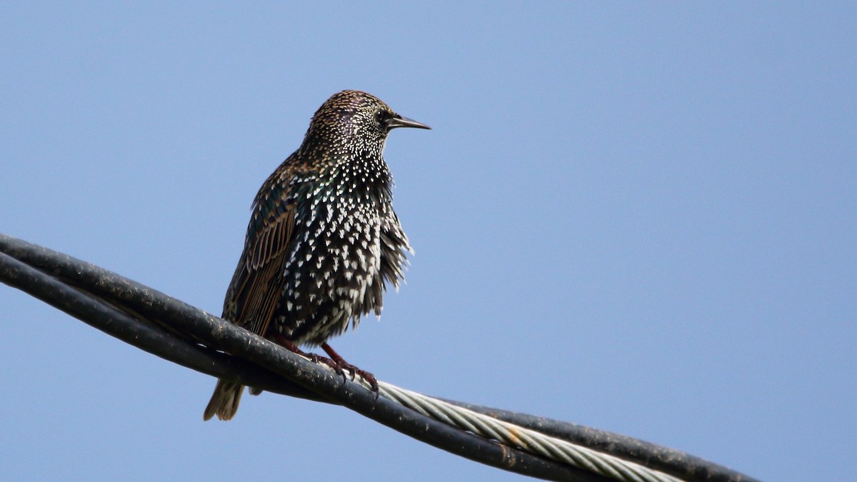 European Starling - ML193348101