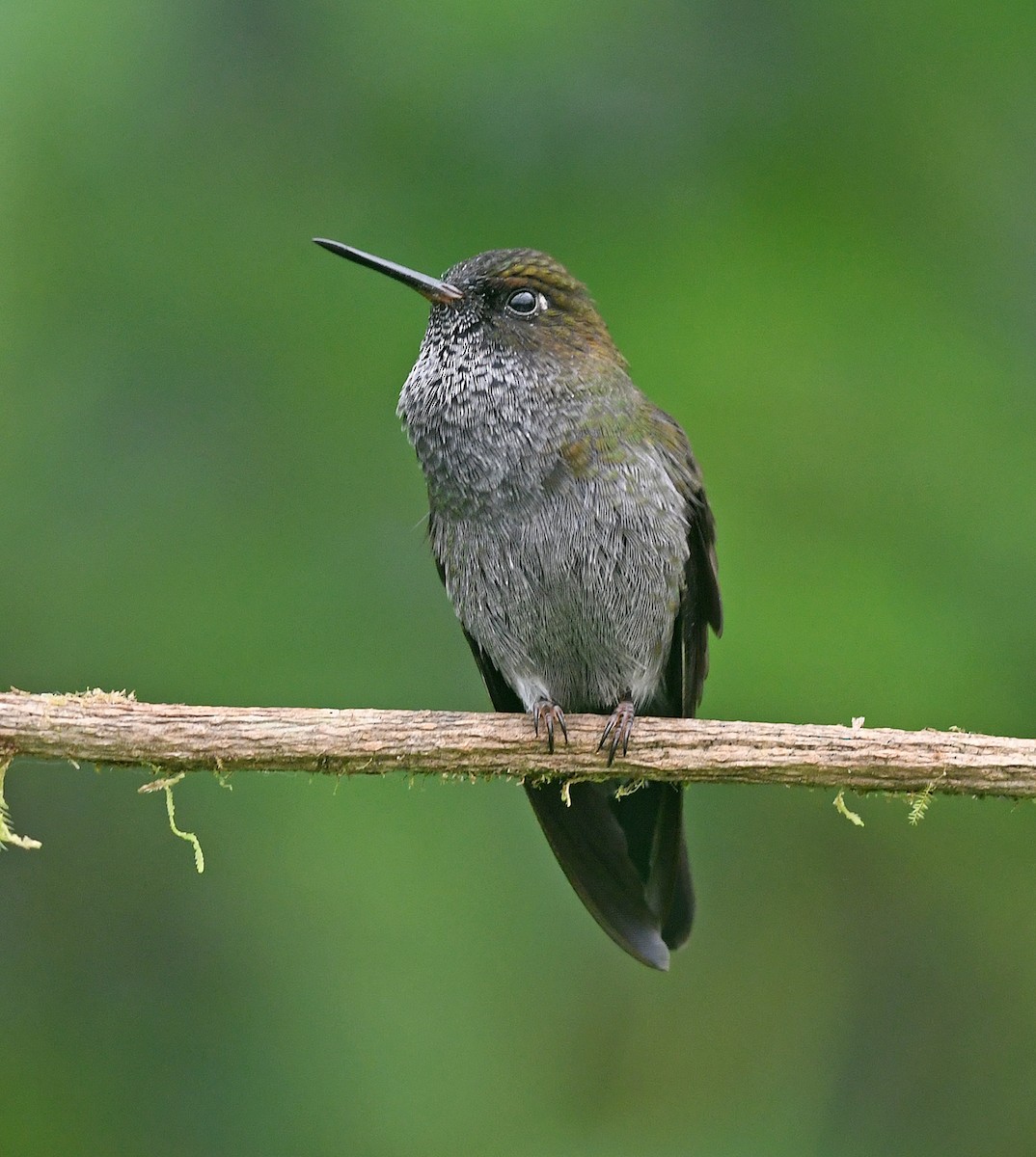 Hoary Puffleg - ML193353321