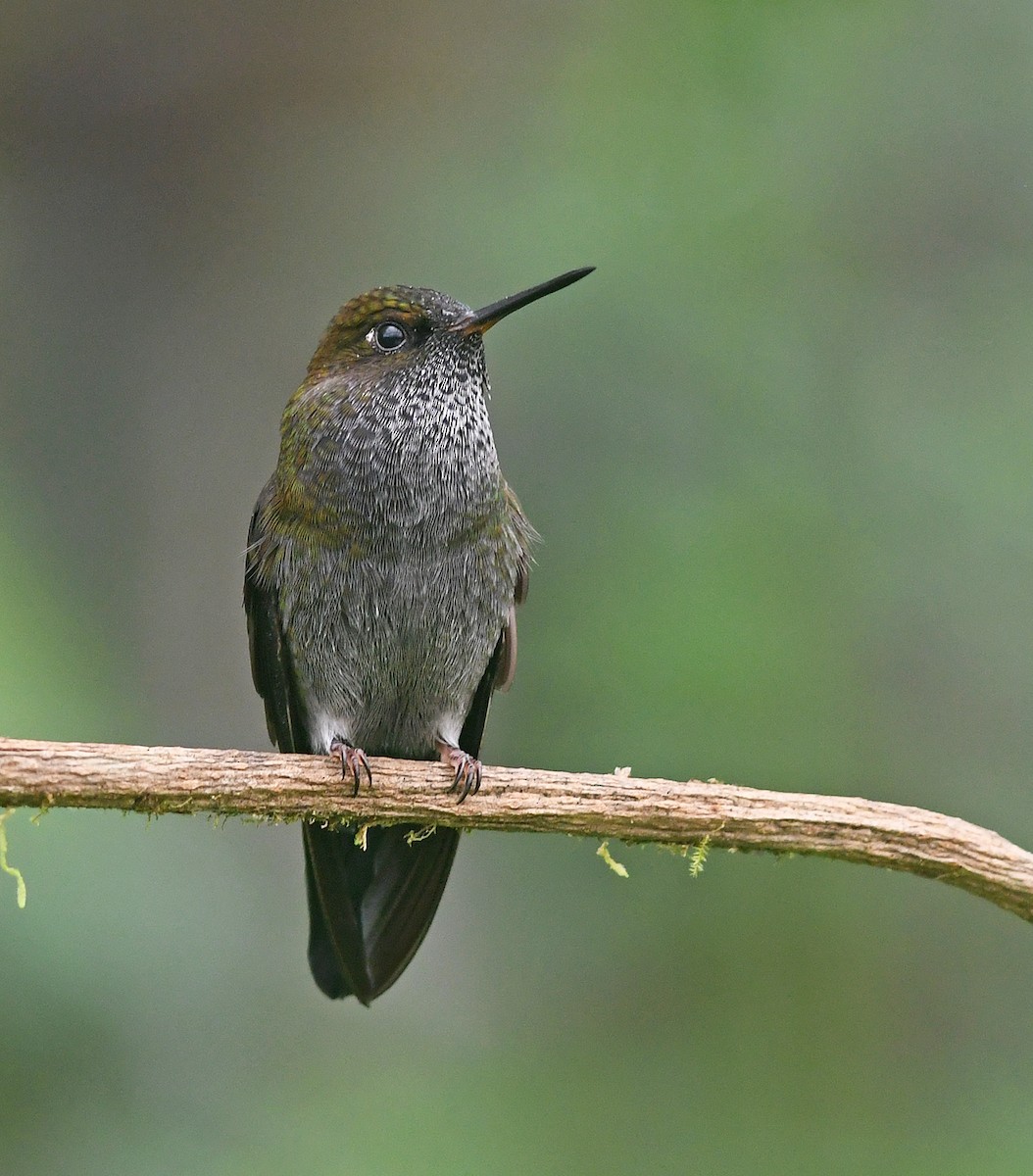 Hoary Puffleg - ML193353411