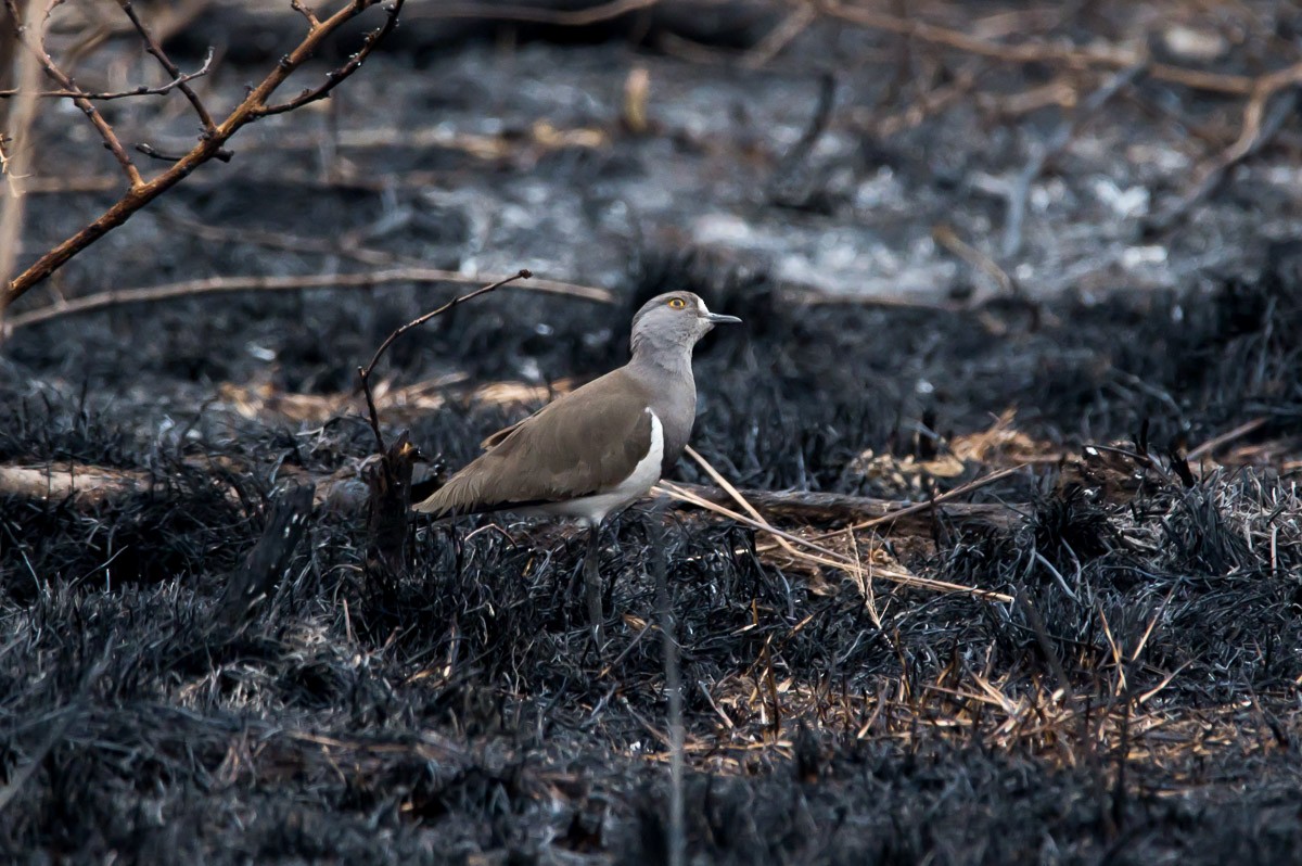 Senegal Lapwing - ML193356191