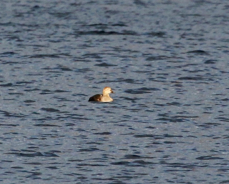 Eider à tête grise - ML193356281