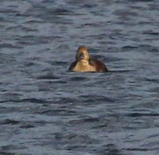 Eider à tête grise - ML193357811