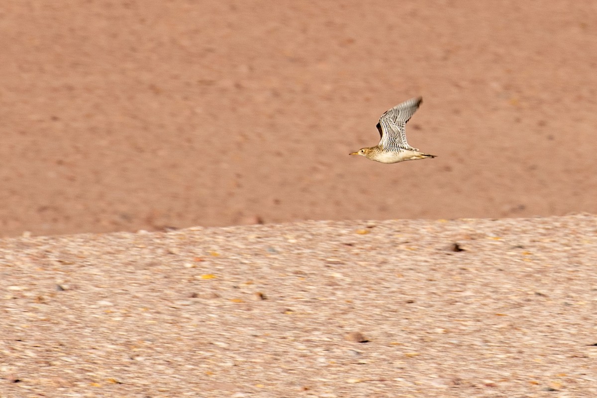 Upland Sandpiper - ML193358071