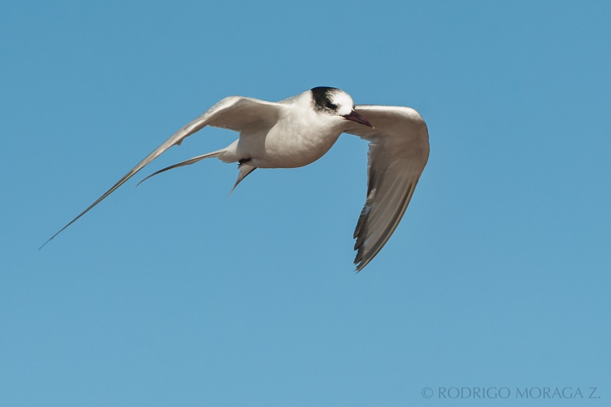 Arctic Tern - ML193359221