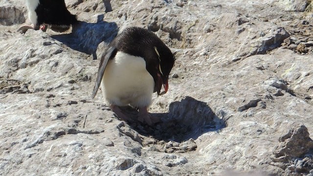 Пінгвін чубатий - ML193359791