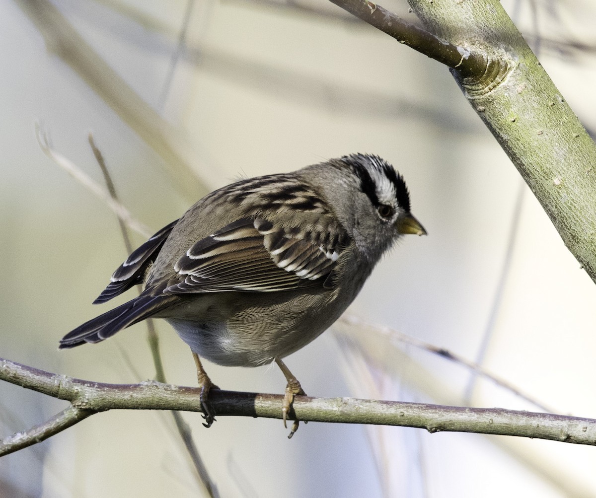 White-crowned Sparrow - ML193359811