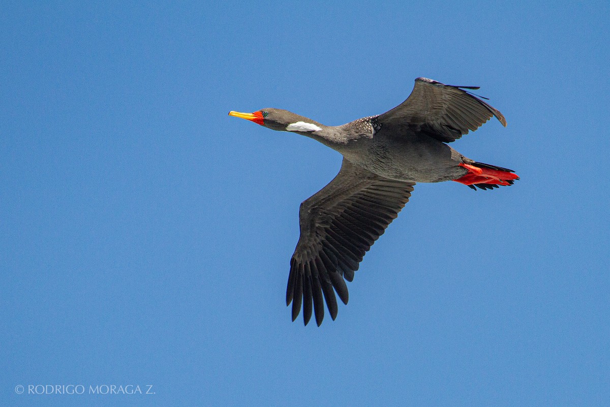 Red-legged Cormorant - Rodrigo Moraga