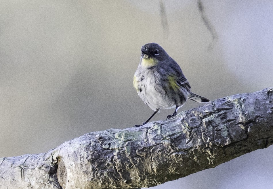 Yellow-rumped Warbler (Audubon's) - ML193360211