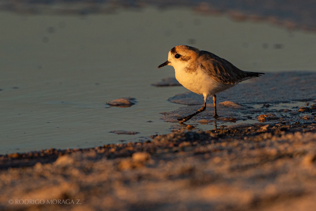 Puna Plover - Rodrigo Moraga