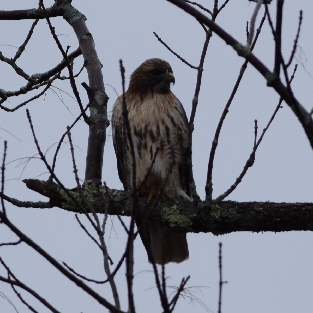 Red-tailed Hawk - ML193361561