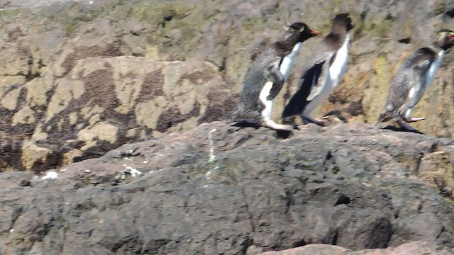 Pingüino Saltarrocas Meridional - ML193361591