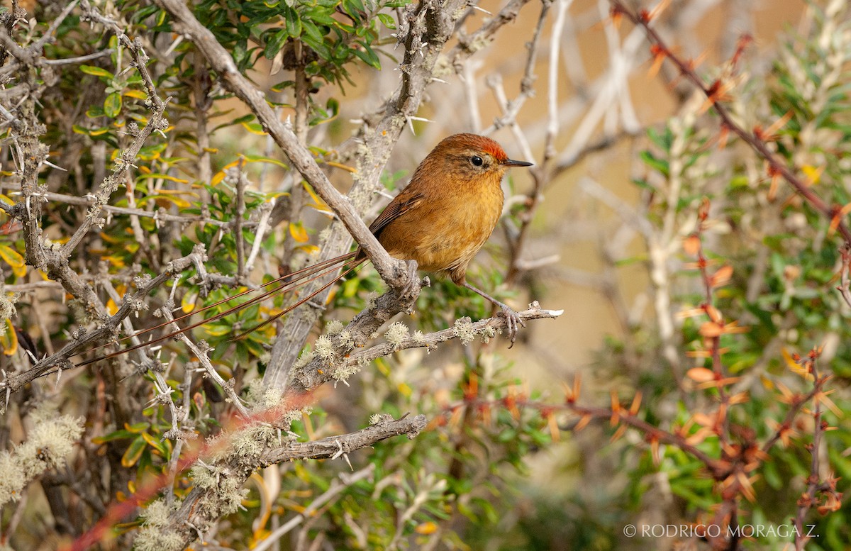 Tijeral Colilargo - ML193361691