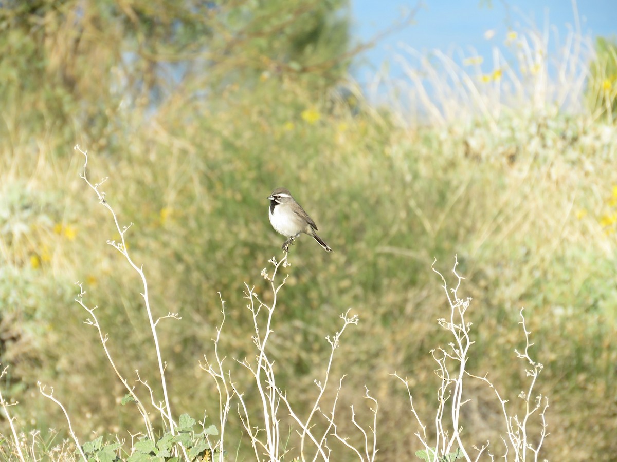 Black-throated Sparrow - ML193362001