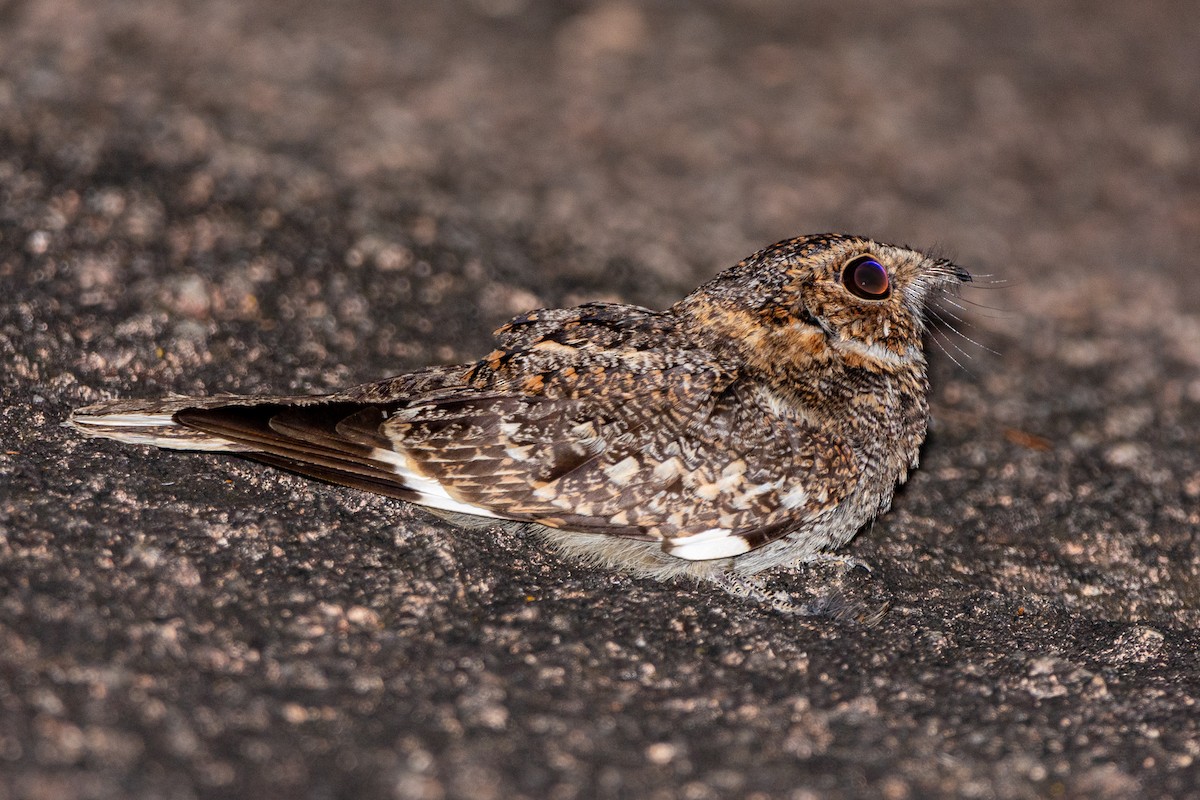 Band-winged Nightjar - André Adeodato - Aves de Sobral