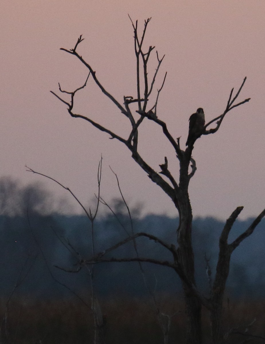 Peregrine Falcon - ML193362711