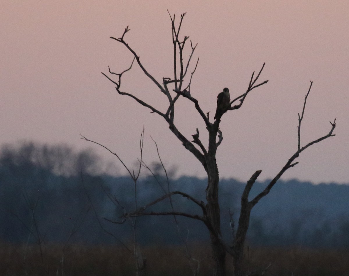 Peregrine Falcon - ML193362721