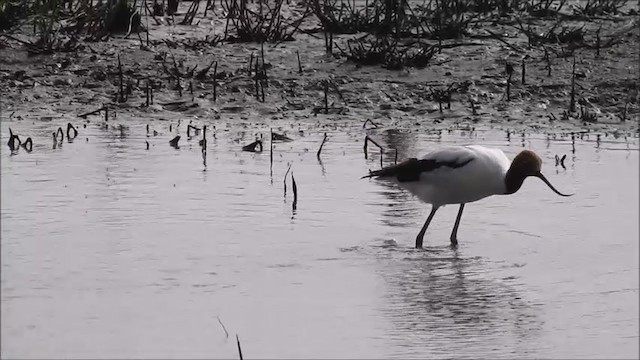 Red-necked Avocet - ML193362921