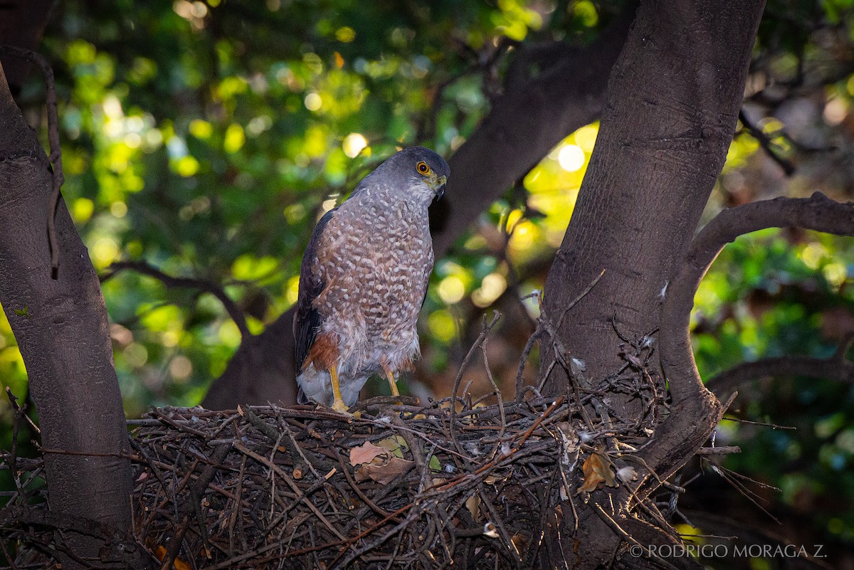 Chilean Hawk - ML193365741