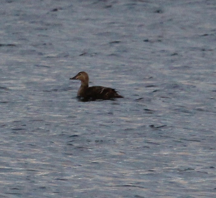 Eider à tête grise - ML193366541