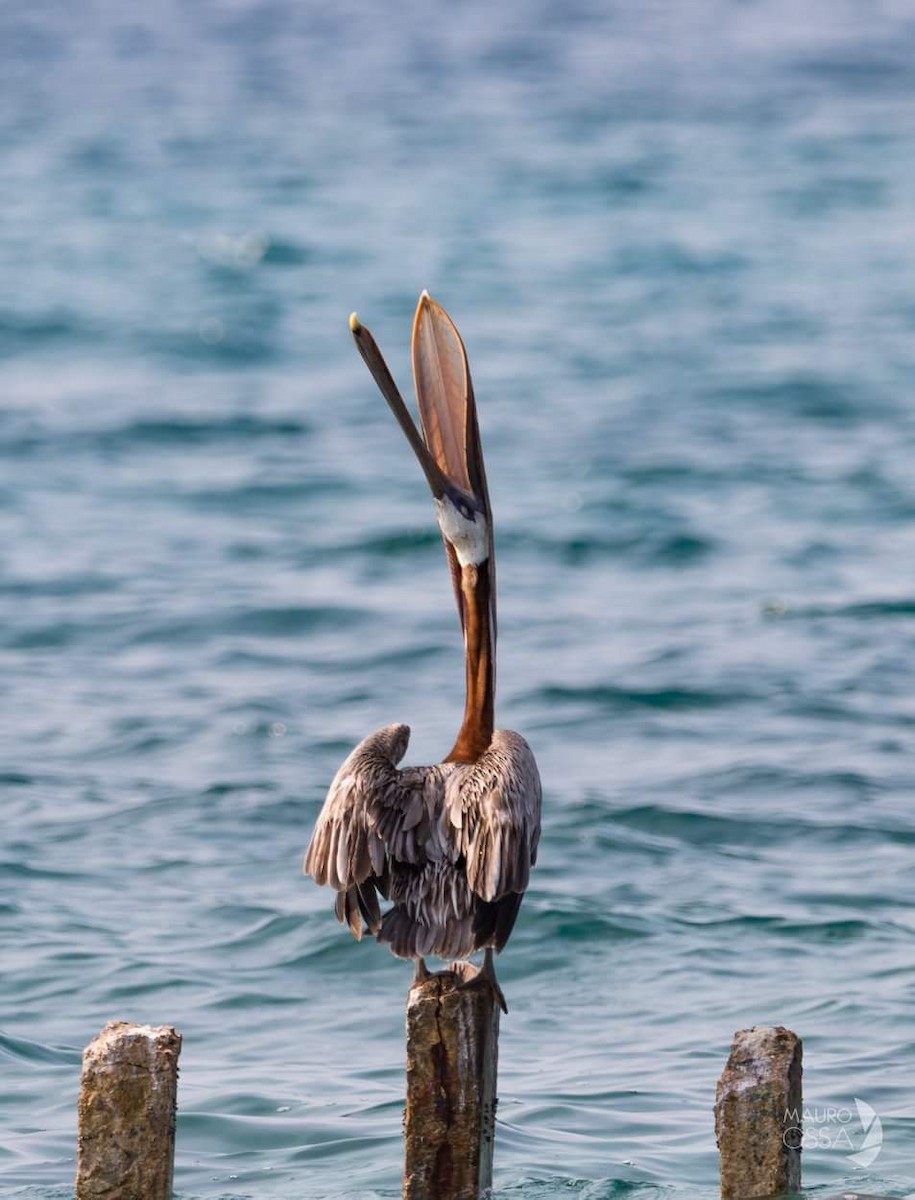 Brown Pelican - Mauro Ossa