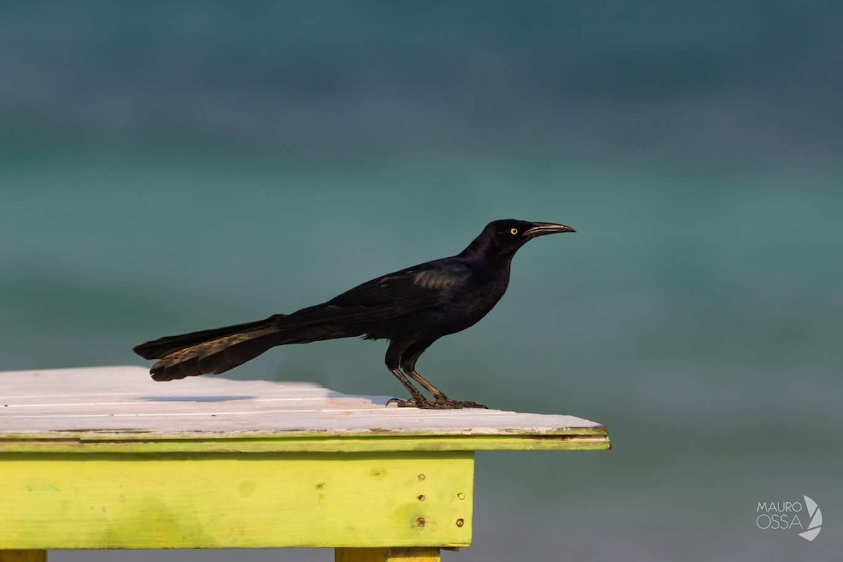 Great-tailed Grackle - ML193367121