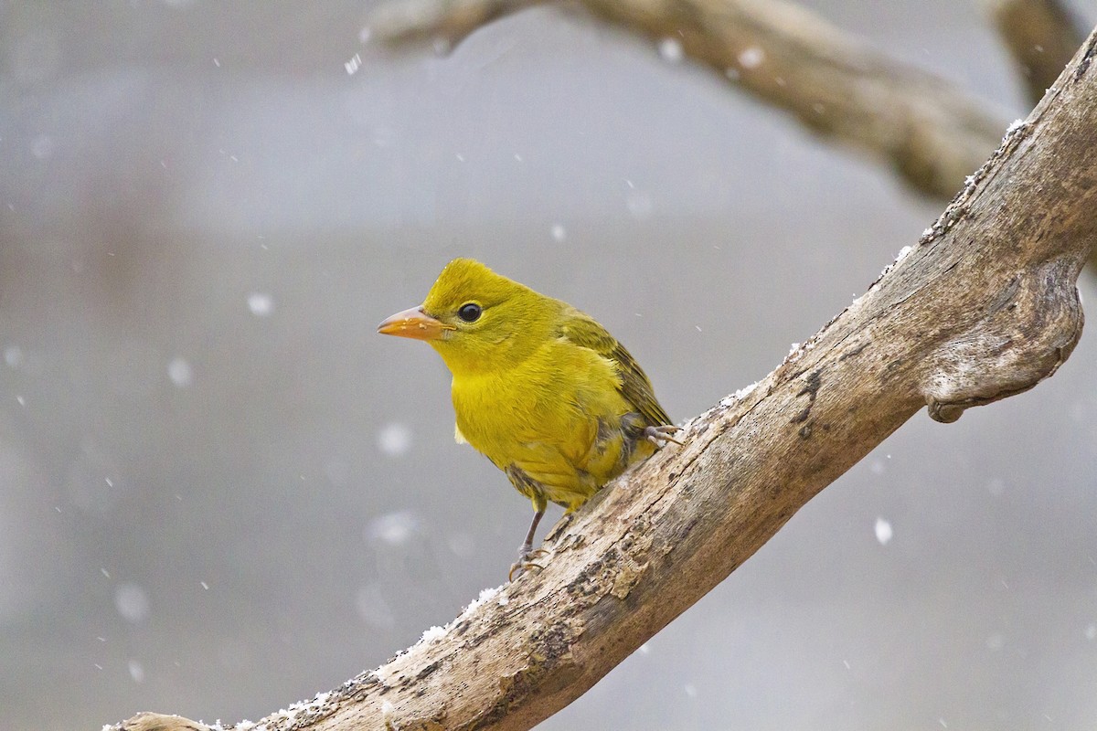 Summer Tanager - ML193368181