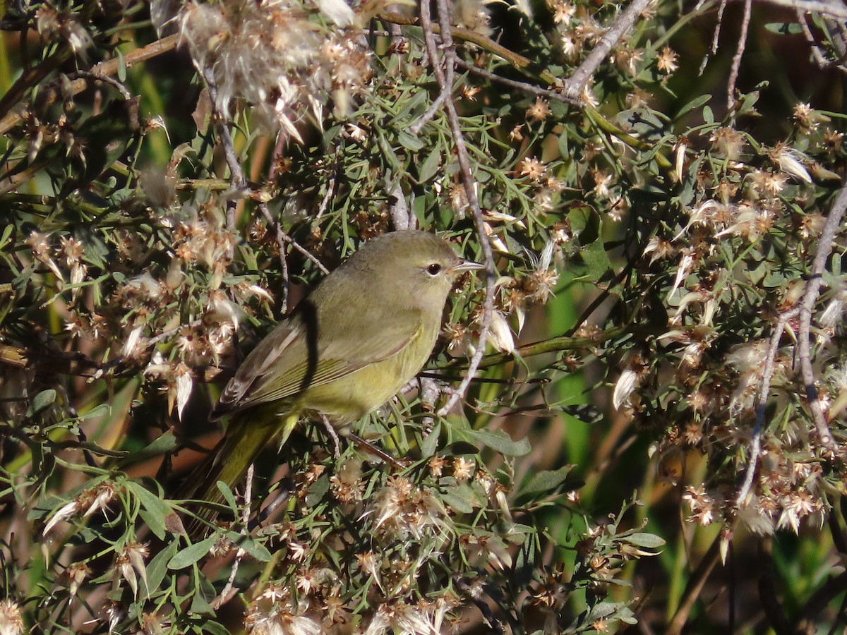 Orange-crowned Warbler - ML193368321