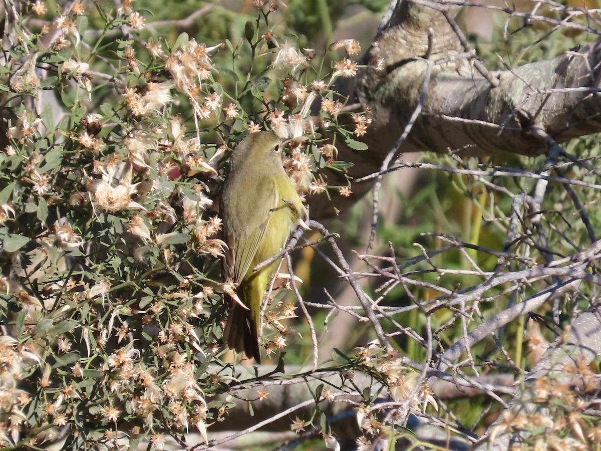 Orange-crowned Warbler - ML193368381