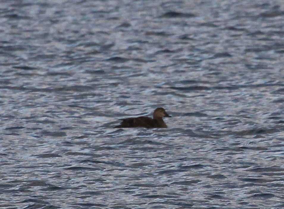 King Eider - ML193370161