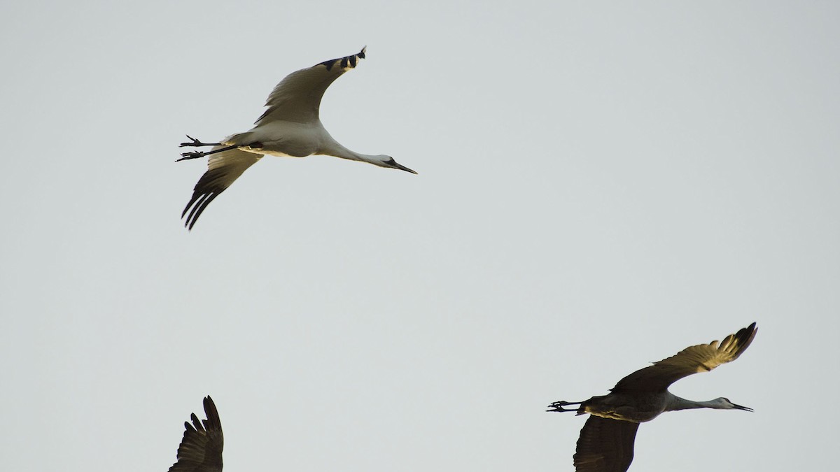 Whooping Crane - Gary Leeper