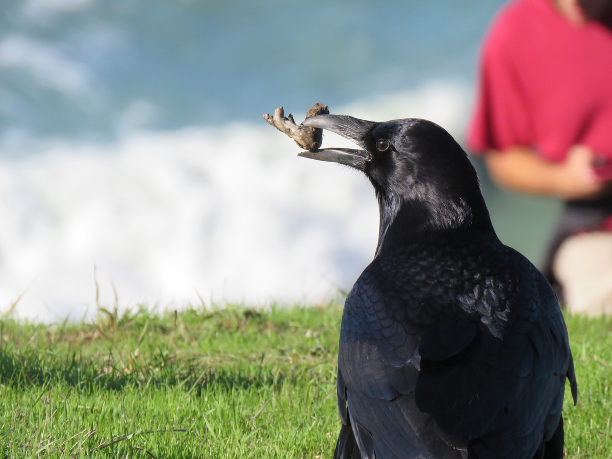 Common Raven - ML193371251