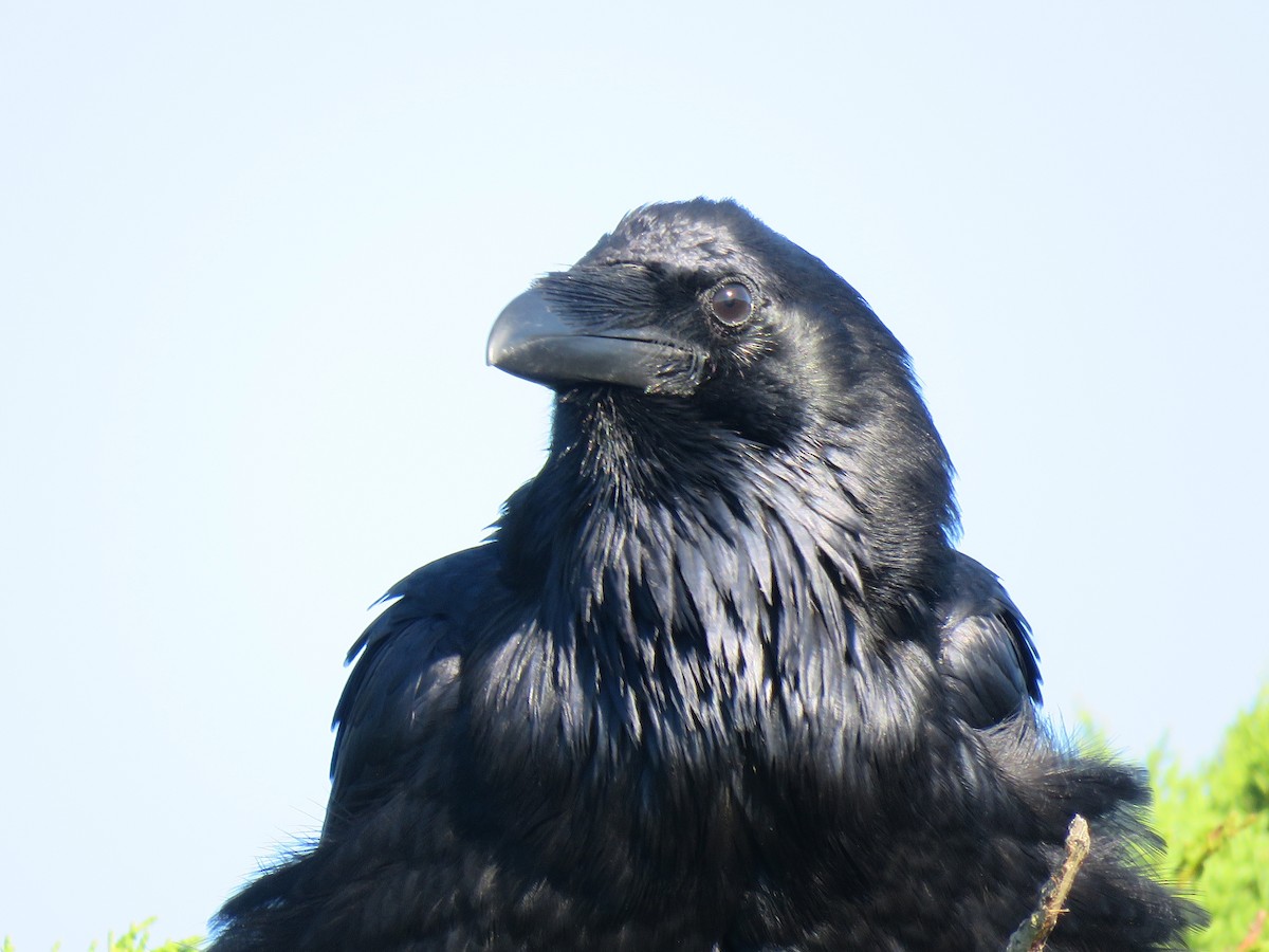 Common Raven - ML193371351
