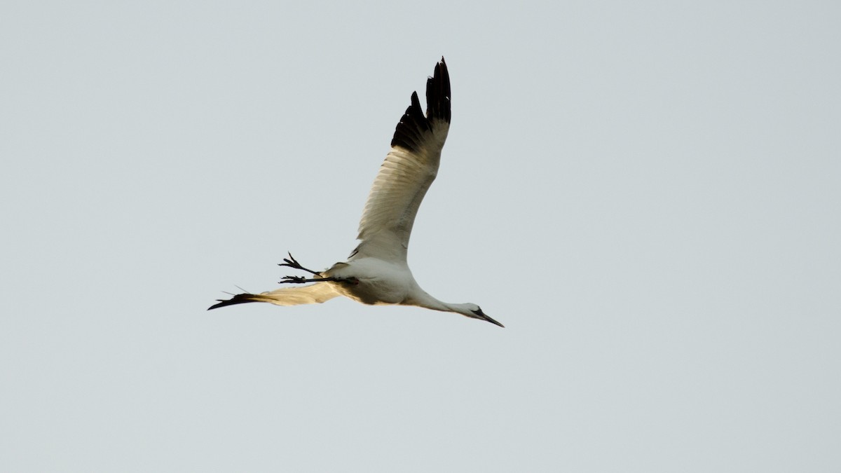 Whooping Crane - ML193371431