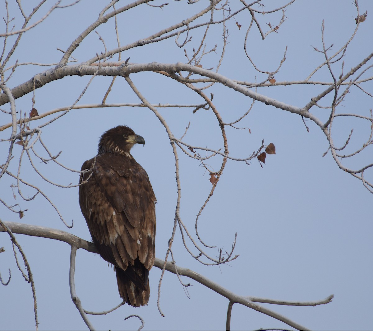 Bald Eagle - Mark Minner-Lee 🦉